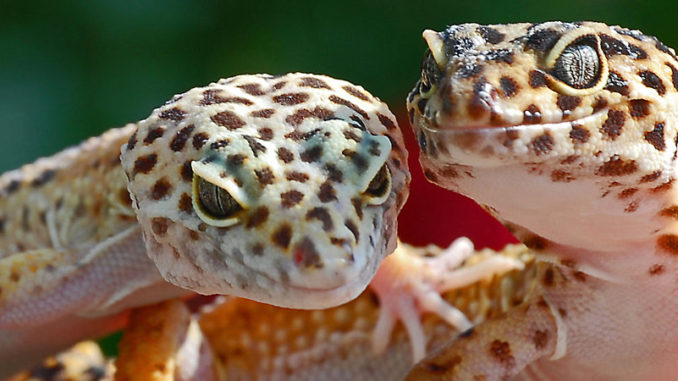 Care of Your Leopard Gecko