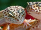 Care of Your Leopard Gecko