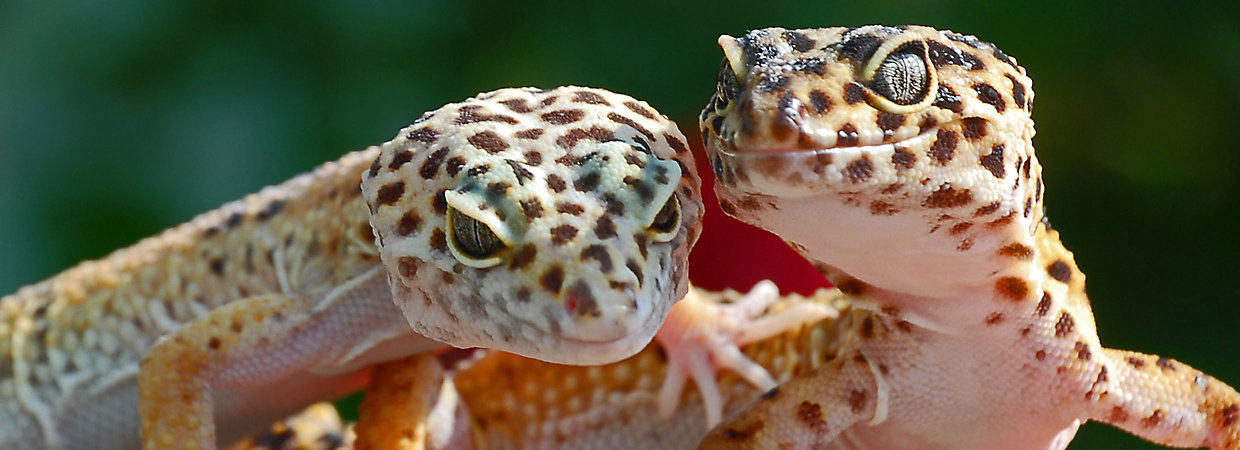 Care of Your Leopard Gecko